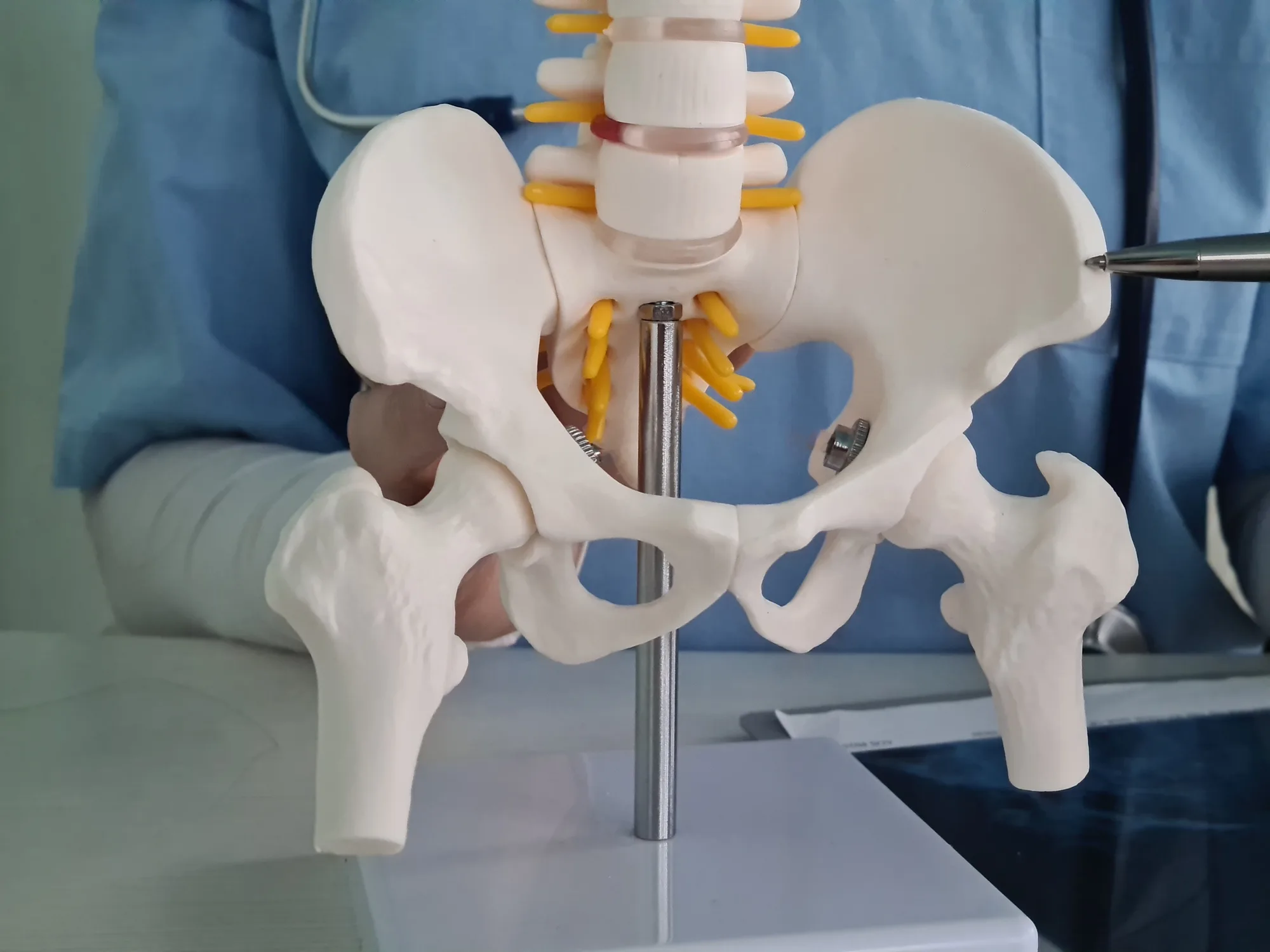 Pelvic model illustrating the relationship between bite alignment and posture